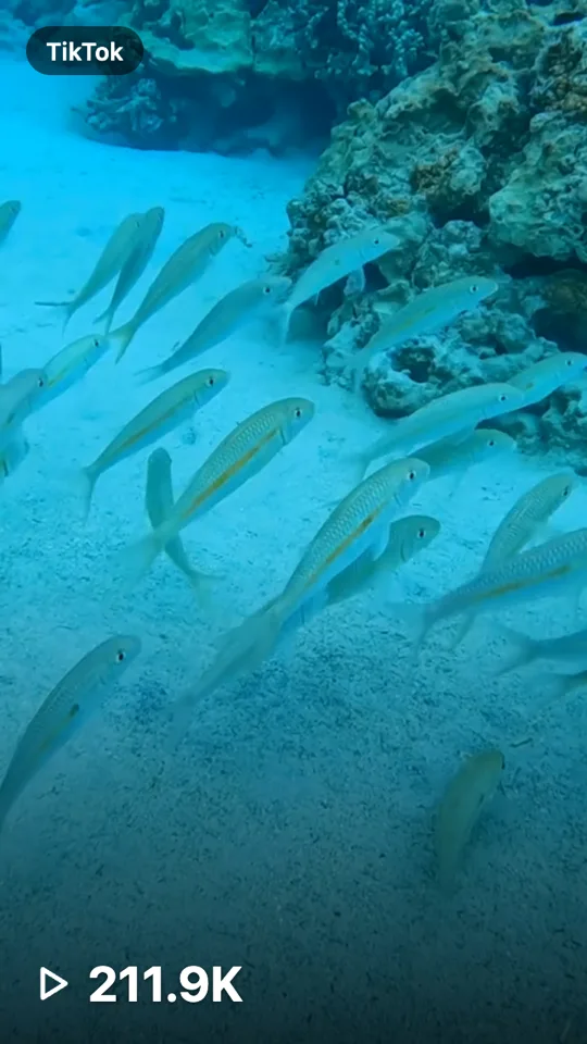 Fair Wind Cruises snorkeling TikTok with 211.9K views